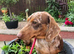 Kc miniature dachshund Bitch for sale