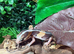 Normal het Oreo Fat Tailed Gecko at Birmingham Reptiles