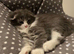 Maine Coon x Scottish Fold, 8 weeks, big, folded ears