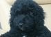 Last one beautiful puppy available