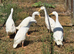 White Indian Runner drakes