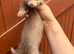 Full angora baby ferret cinimon