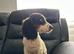 13 week old stunning cocker girl