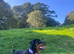 Female Rottweiler