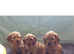 Cockapoo puppies