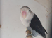 Dbblue/ slate ficher lovebirds