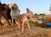 Perfect family dog