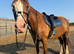 14.2 section D mare