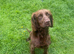 26 month old Working Cocker Spaniel