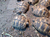 Baby Hermann's Tortoise's for sale.