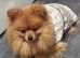 pomeranian called teddy for stud