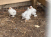 Lavender Pekin Bantam cockerels