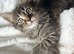 4 stunning kittens 9 weeks old
