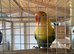 3 breeding pairs of love birds for sale