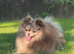 Chocolate Merle Pomeranian stud