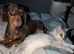2yr mini dashhound KC registered