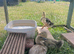 Mixed Breed Ducklings