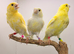 This year Yellow dimorphic canary&rsquo;s