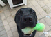 Labrador retriever pedigree big fat Bruce