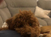 Female toy poodle for rehoming