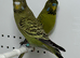 Green Black face Budgies for sale
