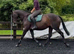 16hh sports horse