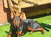 CHINESE RED DOG FEMALE 7MTS