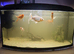 5 Goldfish, 60ltr fish tank. New filter need to sell as moving.