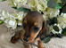 DNA TESTED LONG HAIRED DNA TESTED DACHSHUND