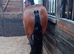Large indoor stable block