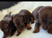 Daschund puppies