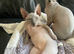 Sphynx Kittens