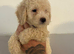Cockapoo puppies ready to go !
