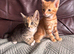 Beautiful kittens