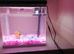 Goldfish for sale