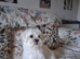 Maltese puppyl
