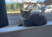 Female kitten for sale