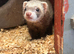 11 Micro ferrets