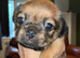 Jug Pup