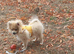 Beautiful pomeranian puppies