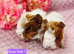 2 Sow Pairs ready 24/10/26