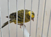 BEAUTIFUL GOLD LIZARD CANARY