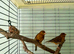 Canaries x 4