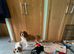 RKC reg Cavalier King Charles girl