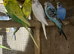 Ringnecks & Lovebirds