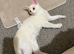 Ragdoll Kittens