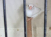 Pair of Bengalese finches