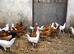 Point of lay hens