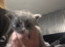 Kittens to reserve mum is full pedagree chinchilla Persian dad is full ragdoll