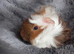 Baby Guinea pigs for sale Ready now